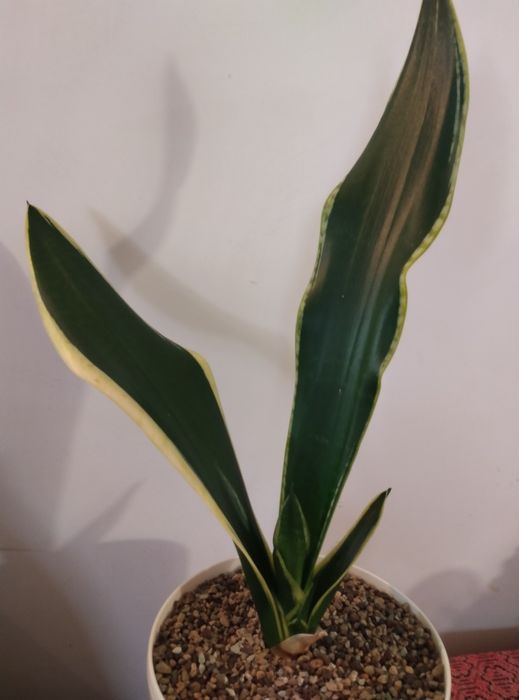 Сансеверії різні