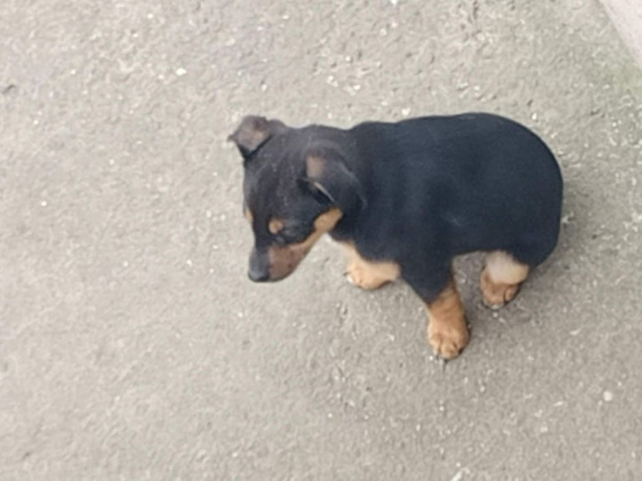 Piesek młody szczeniak