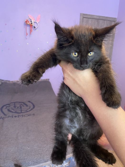 Котята мейн кун чистокровные
