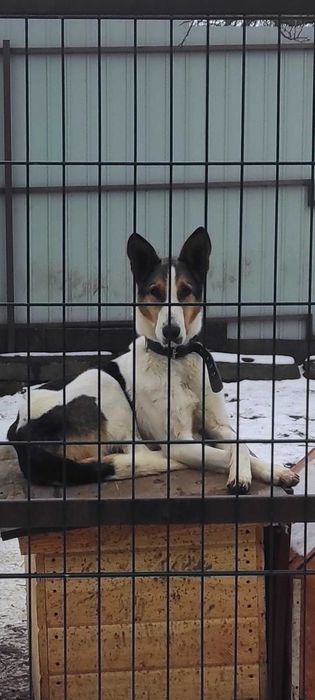 Дівчинка шукає родину