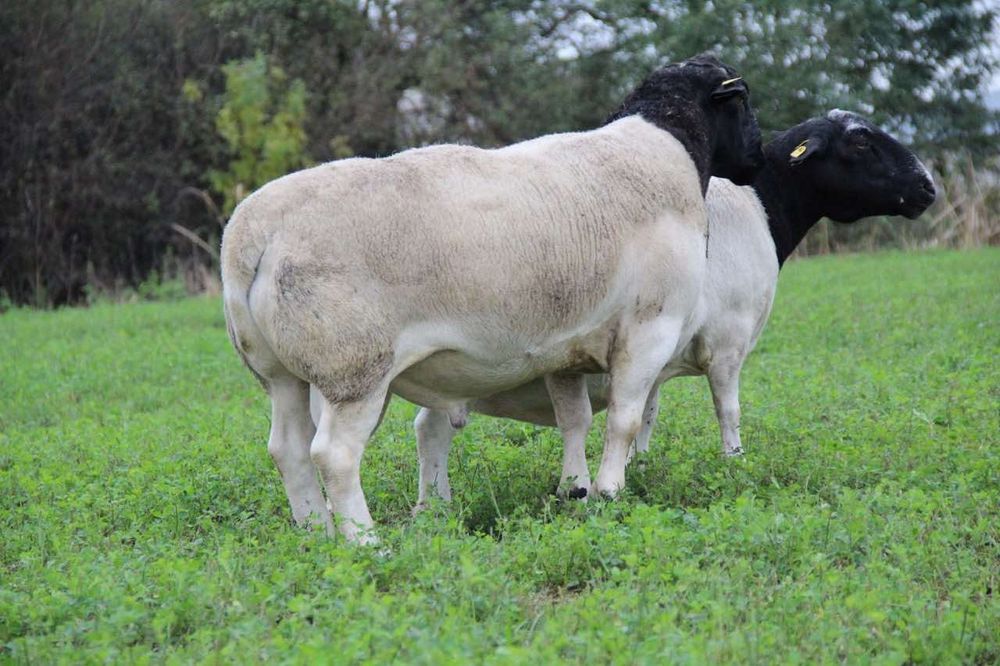 Дорпер племінний