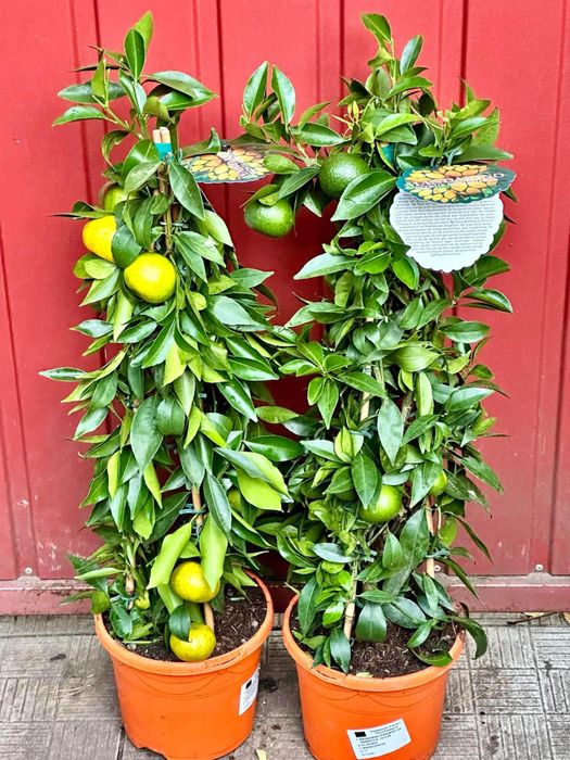 Лимони, кумквати, мандарини, апельсини, великі цитруси з плодами