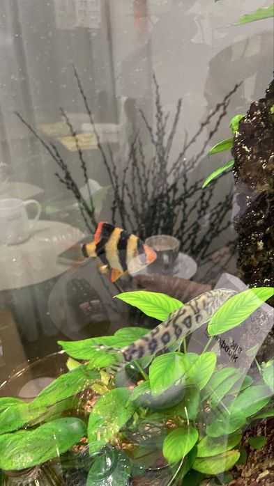 Акваріумні риби дві шт.Безкоштовно.