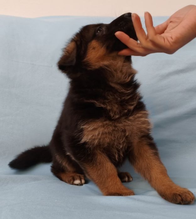 Pastor alemão fêmea