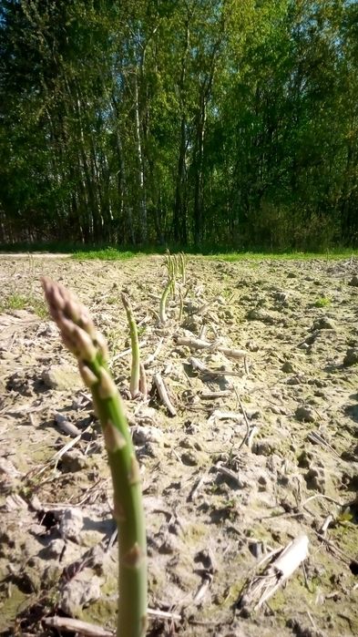 Już są szparagi zielone  zapraszamy