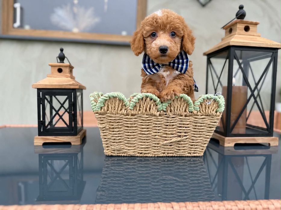 Maltipoo Śliczny chłopiec
