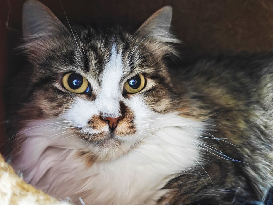 Шукаємо найкращу родину для кішечки Лаві.1,5 роки.Стерилізована.Кішка