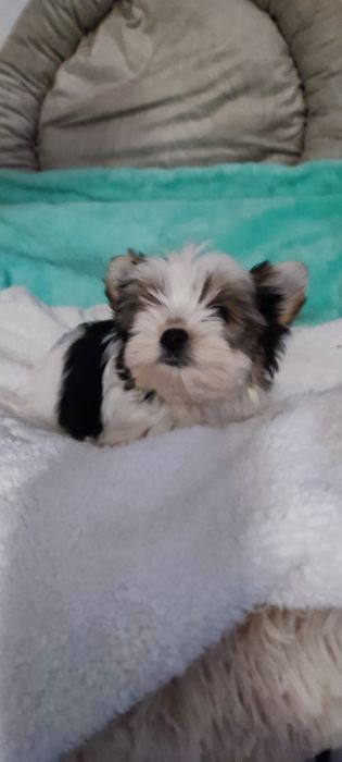 Yorkshire terrier biewer suczka