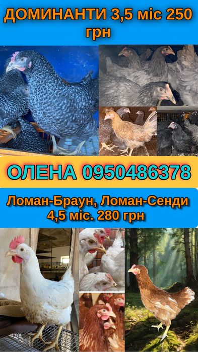Молоді курочки 4 місяця