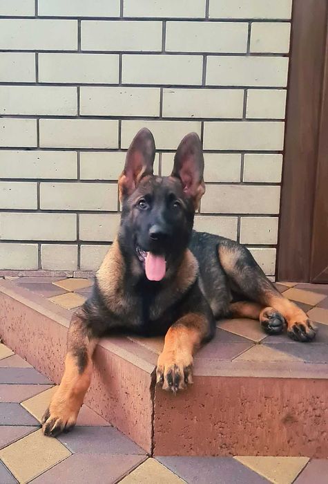 Цуценята німецької вівчарки.