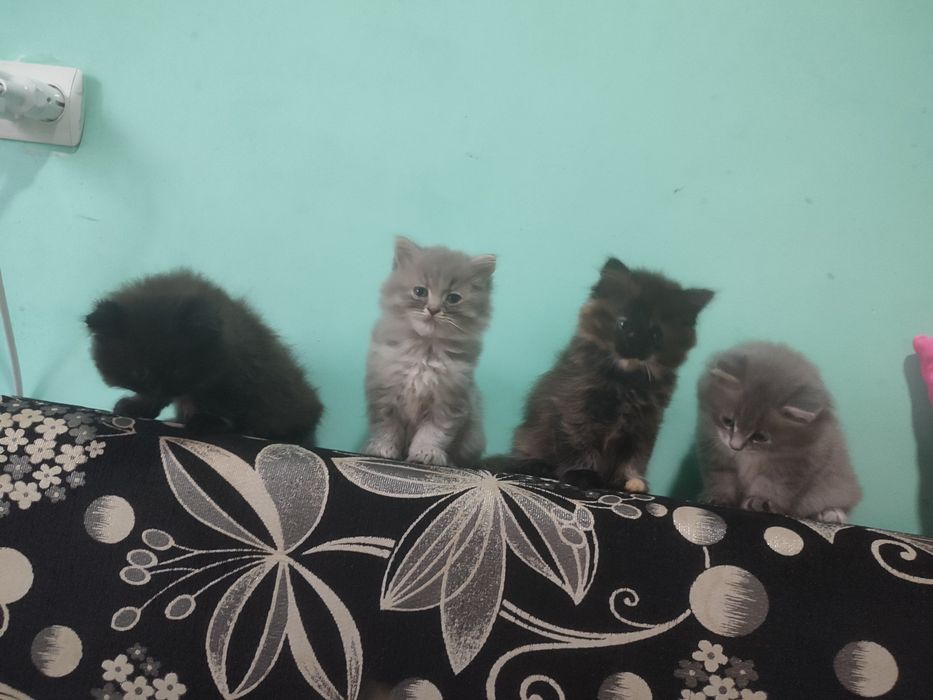 Віддам котиків малих