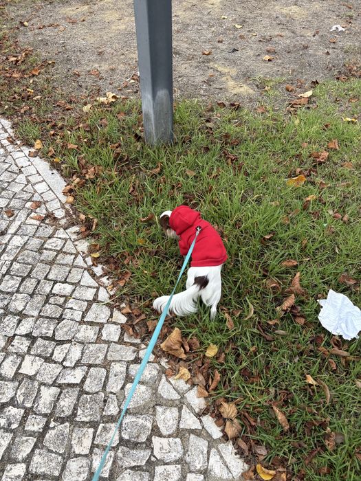 Passeio de cães em Corroios (perto da estação) – disponível hoje