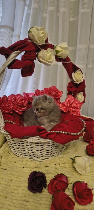 Продається срібна кішечка