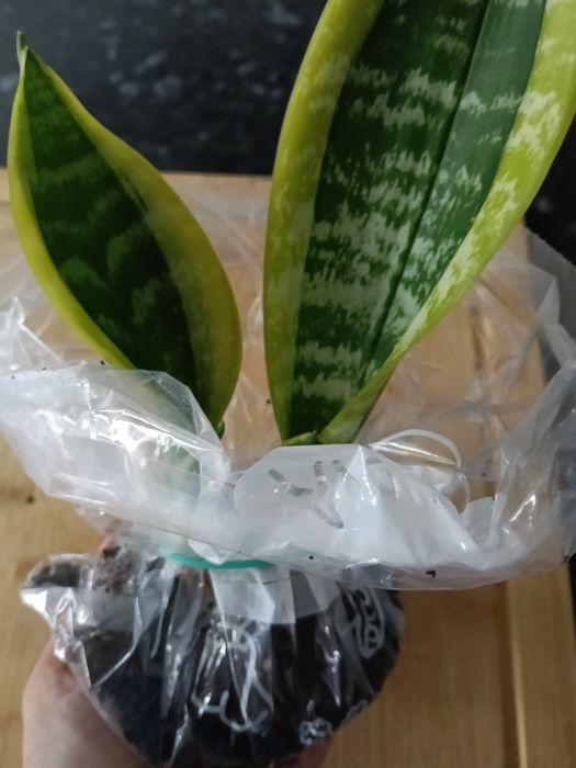 Rebentos Espada de Santa Bárbara