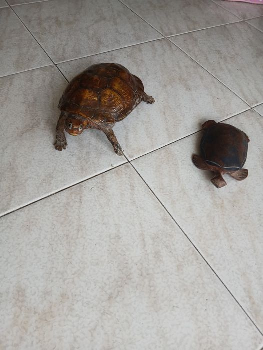 Tartarugas em madeira