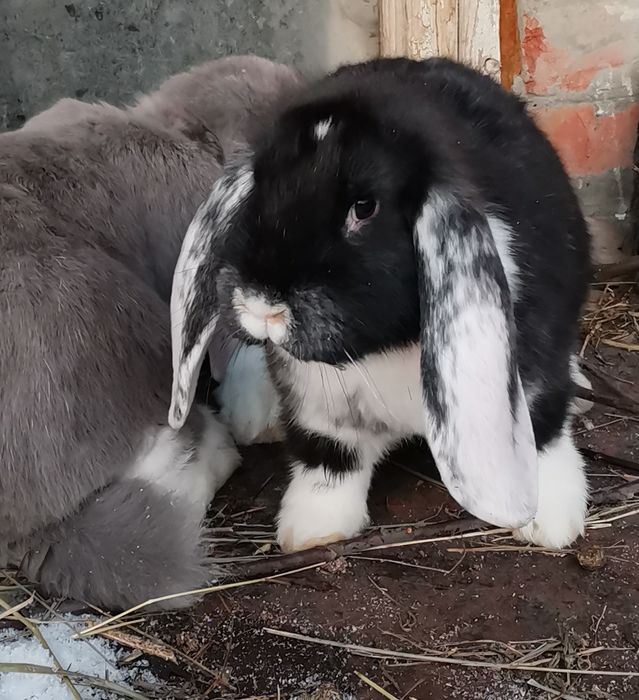 Продам кроликов породы французский баран