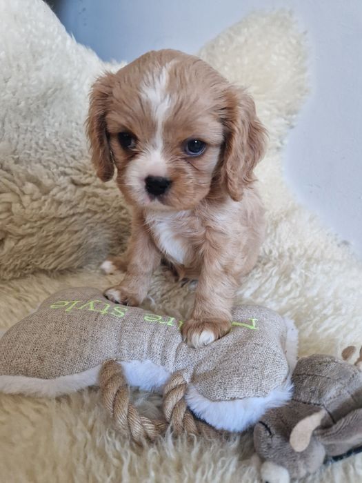 Cavalier sunia z rodowodem