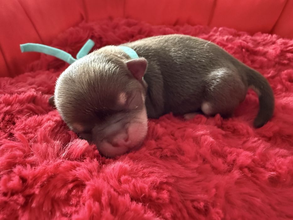 Chihuahua krotkowlosa
