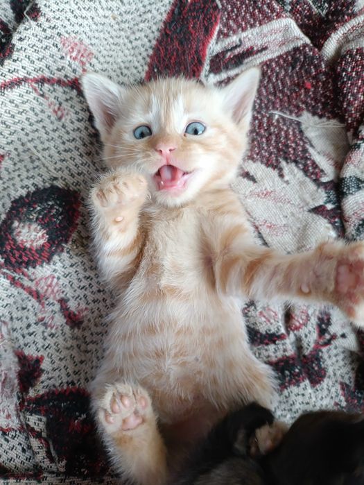 Отдаем котенка мальчик рыжий