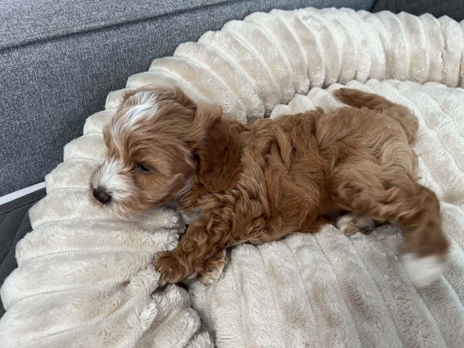 Sprzedam suczke maltipoo