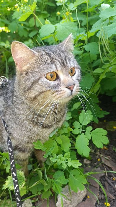 Віддам котика британець прямовухий