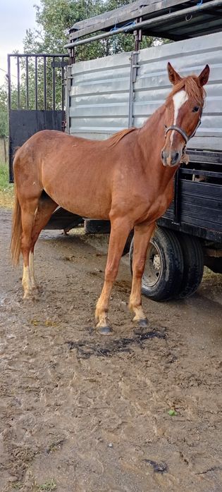 Vendo 2 eguas bom preço