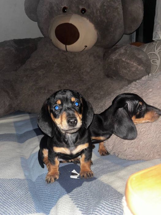 Дві маленькі дівчинки такси