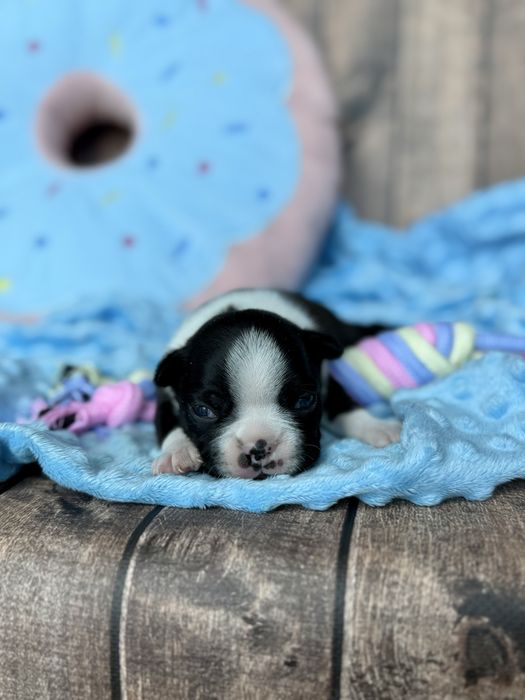 Boston Terrier piesek Zazu
