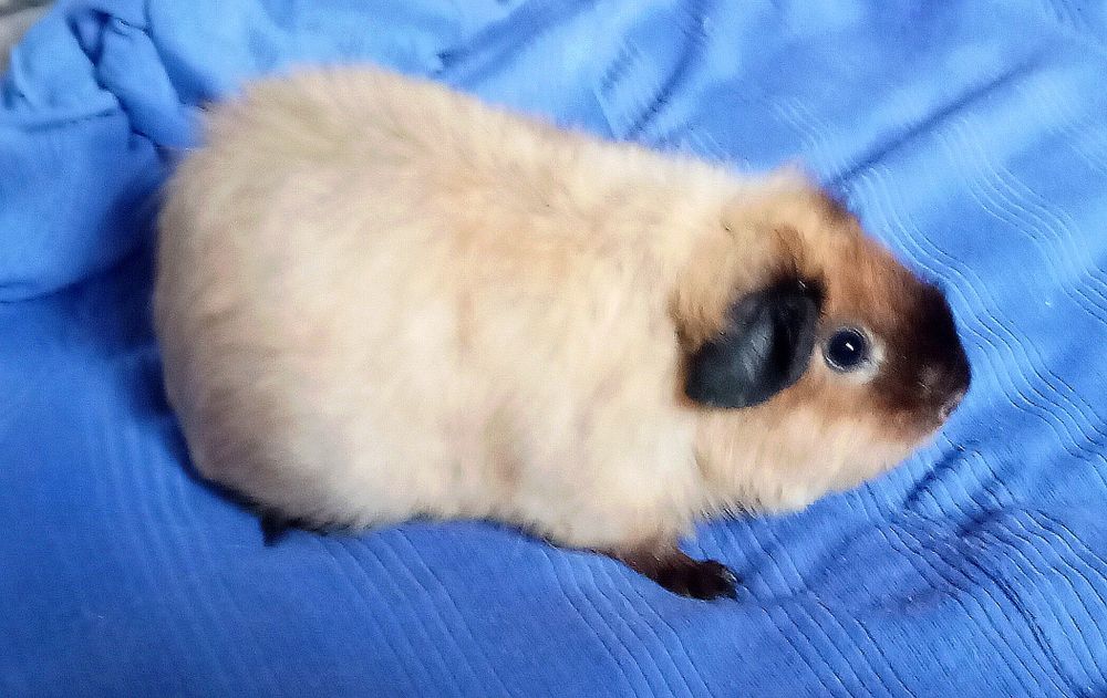 Морская  свинка девочка Калифорния