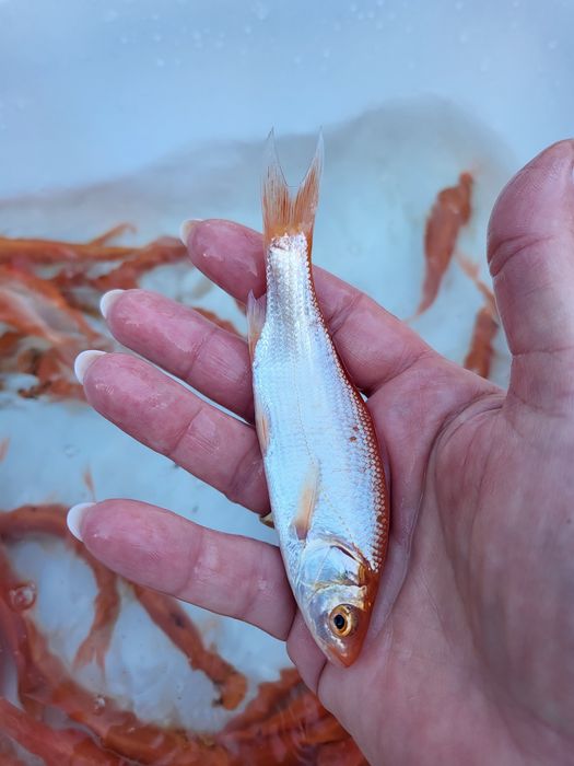 Karaś złota sandacz jesiotr karp koi
