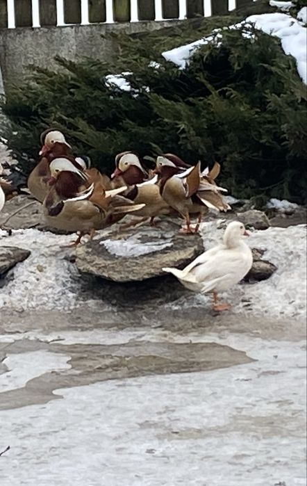 Kaczki Mandarynki rude samce