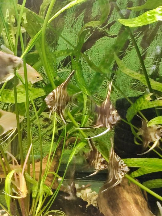 Skalary Marmur Czarny