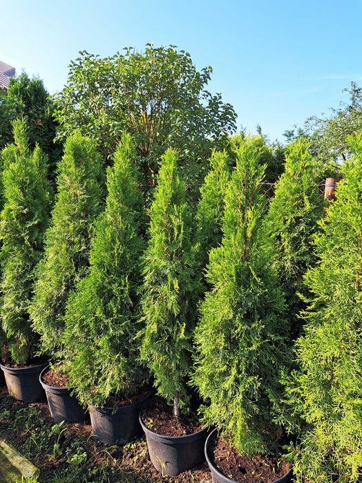 Tuja Szmaragd 150-200cm w donicach 30l