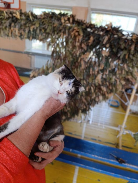 Кішка шукає родину