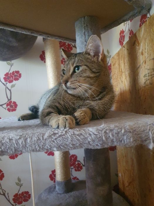 Kotka do adopcji