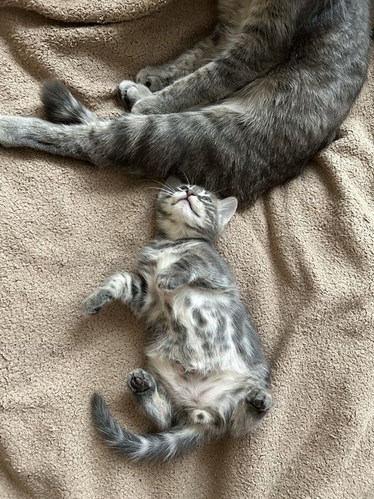 Кошеня у добрі руки, котик