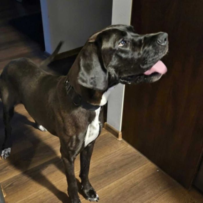 Dog niemiecki Prima 11mies suka adopcja