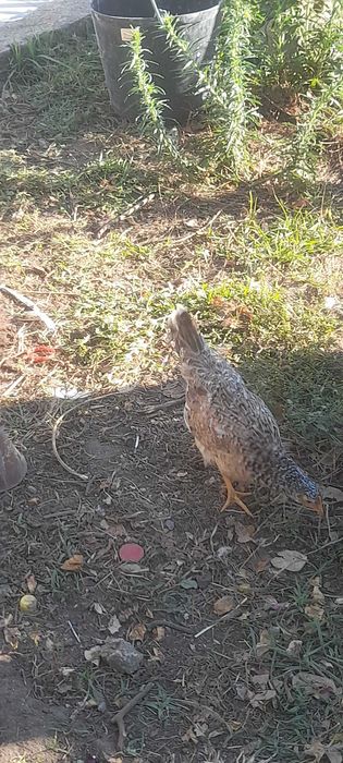 Aves  6 garnizos femeas e algarnizo adulto macho 60 eur as 7 aves0s