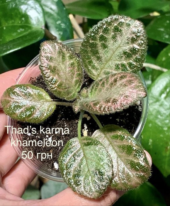 Епісція зрізи та вкорінені