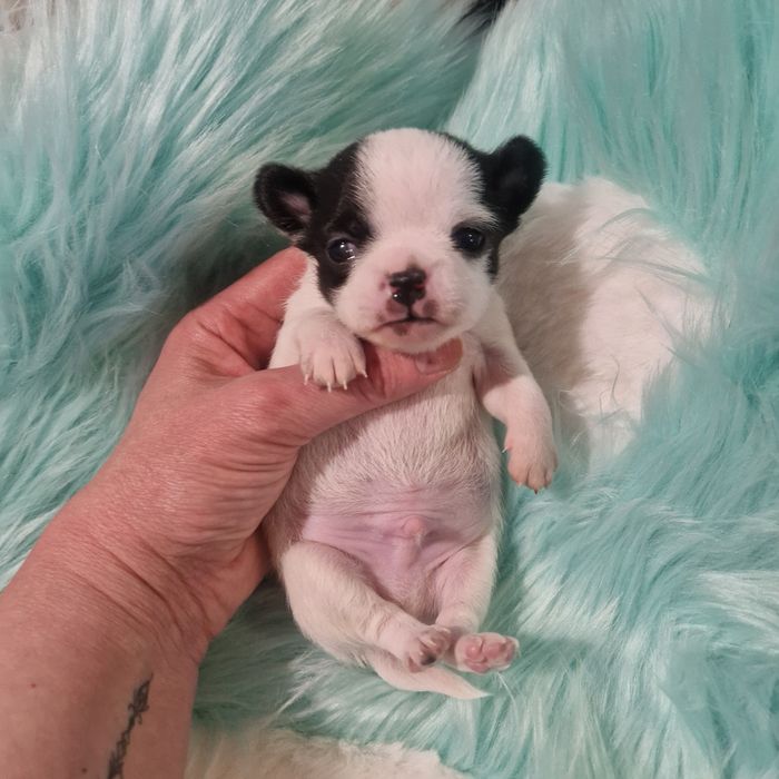 Чіхуахуа хлопчик