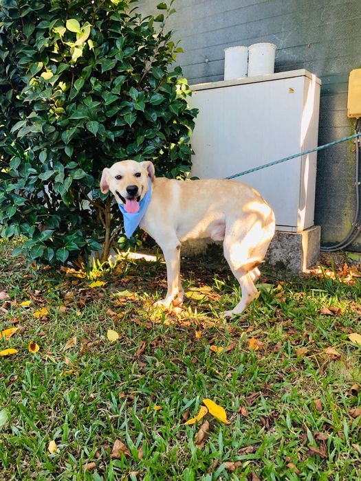 Loirinho - Cão jovem de porte medio/ grande