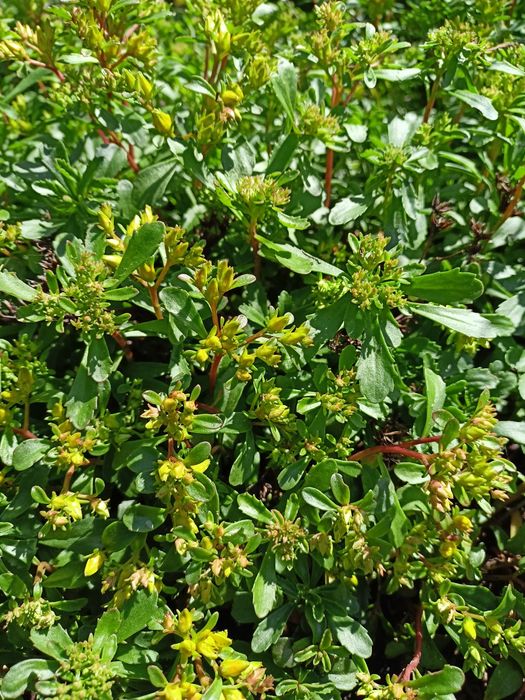 Bergenia, barwinek, paproć,  wiesiołek