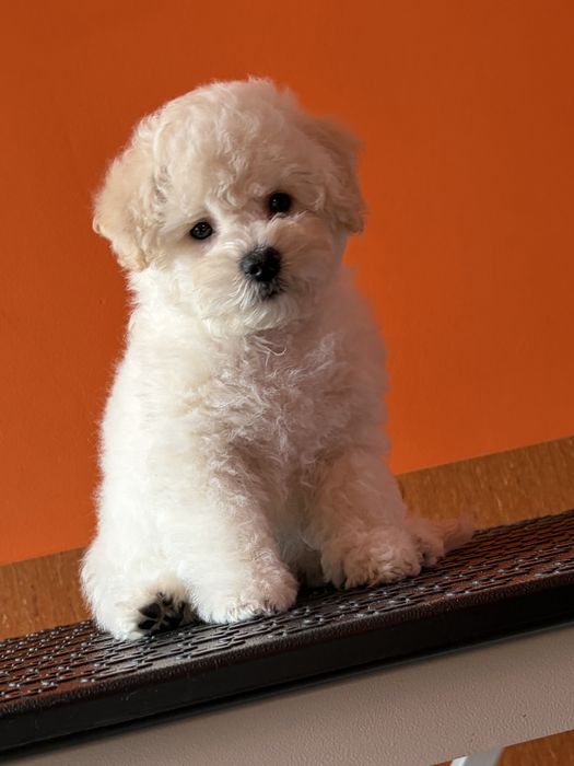 Bichon Frise ZKwP FCI szczenię