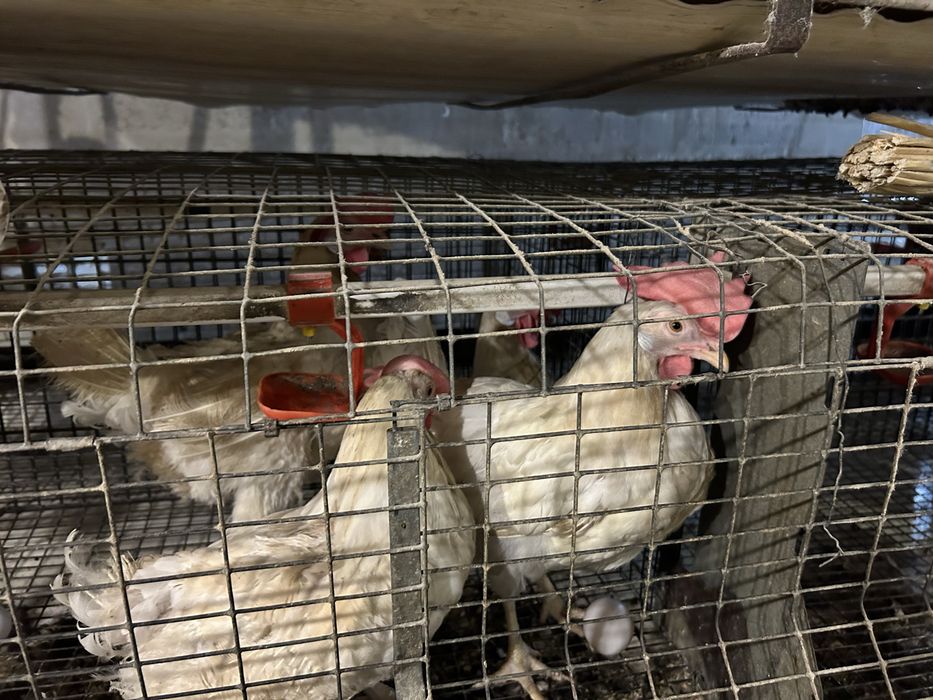 Продам курей, Ломан білий.