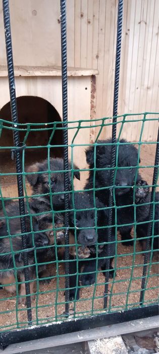 Цуценята 1,5 місяці в добрі руки м. Калуш безкоштовно !