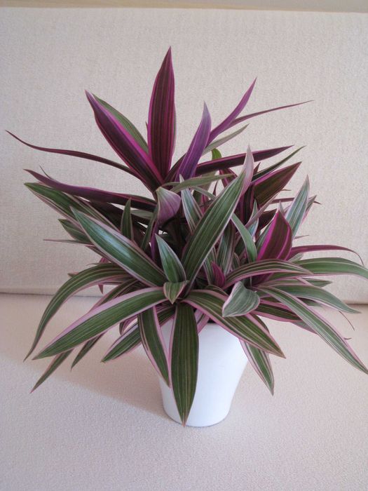 Reo meksykańskie trzykrotka tradeskancja piękna wielokolorowa roślinka