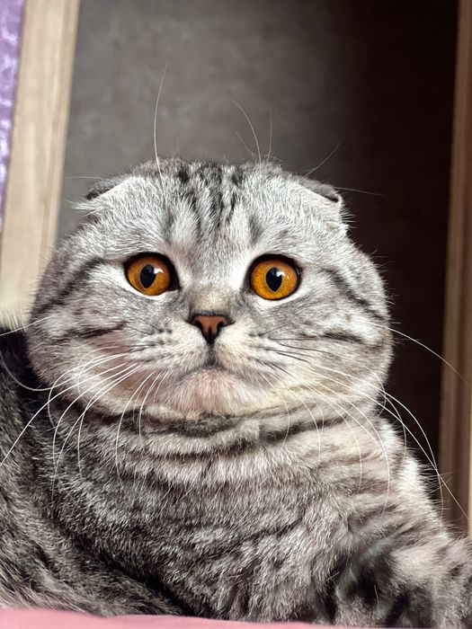 Вязка Шотландец вислоухий