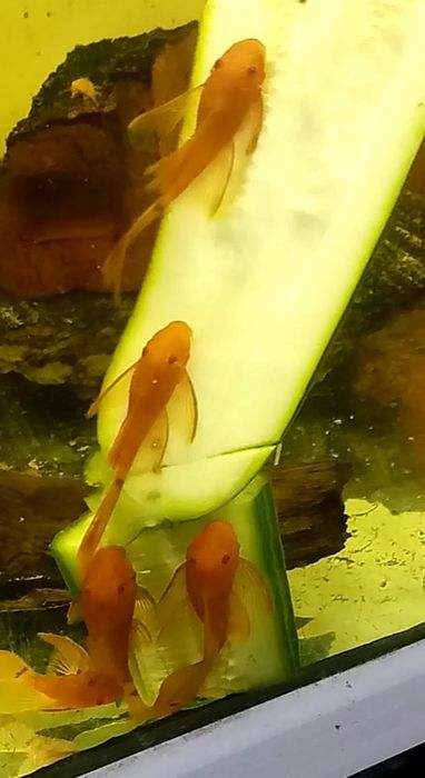 Promocja Super Red Long Fin zbrojnik czerwony ancistrus glonojad