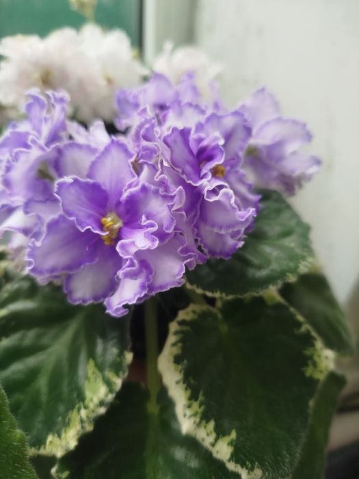 Фиалка (свежесрезаный лист)