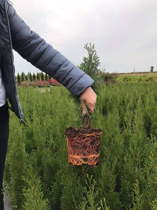 Thuja Smaragd, Tuja Szmaragd